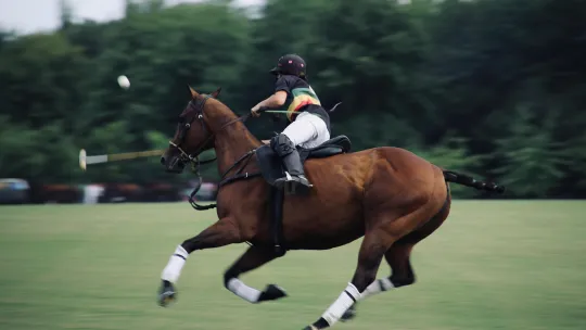 Sport équestre