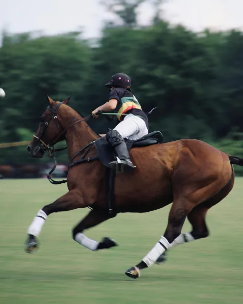 Sport équestre